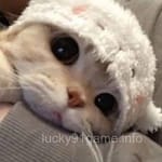 Avatar of Ibrahim Farooq